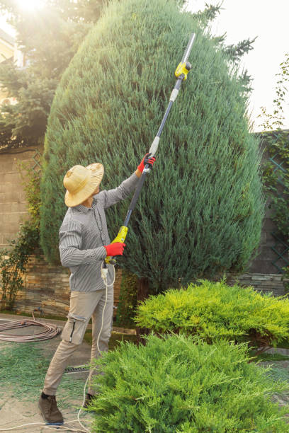 Reliable Bellmawr, NJ Tree Services Solutions